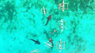 Oslob’s Whale Shark Watching Cebu Philippines Aerial Tour Project LUPAD JPG