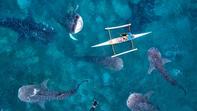 Whale Shark Oslob Cebu Philippines Aerial View Project LUPAD