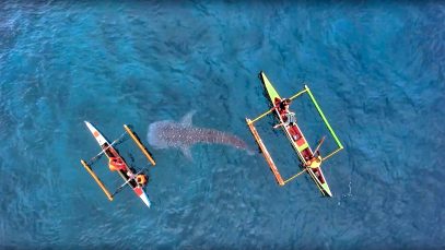Whale Shark Watching in Southern Leyte Project LUPAD