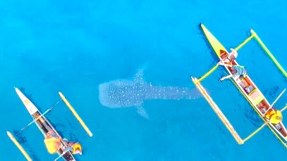 Whale Sharks in Sogod Bay Philippines Project LUPAD