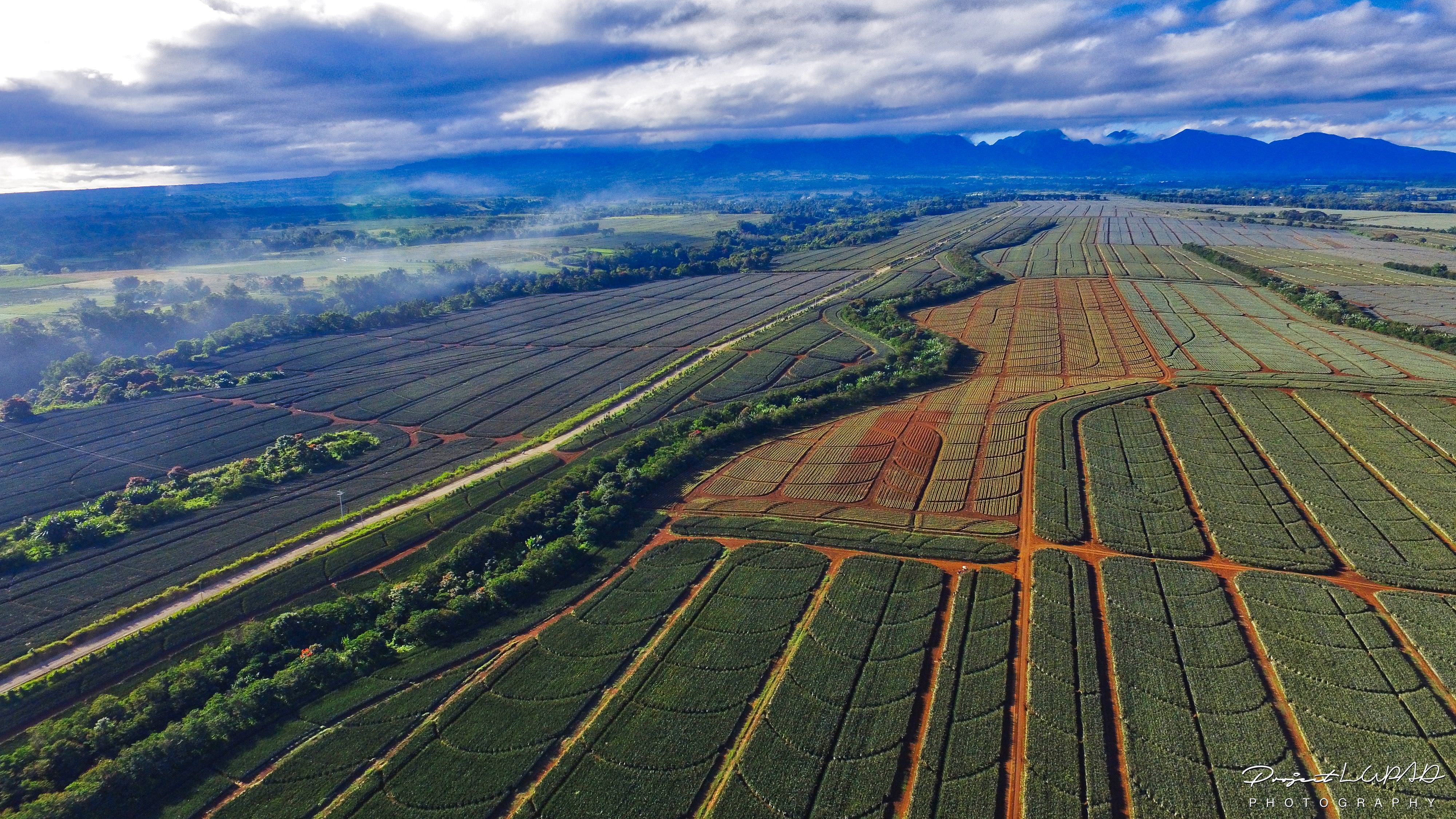 PHOTOS WorldClass Del Monte Pineapple Plantation from Above