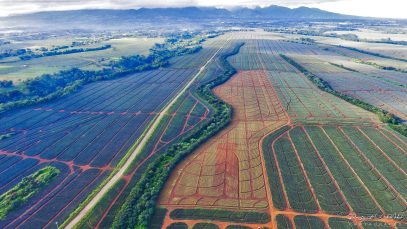 World-class Del Monte Pineapple Plantation from Above Copyright to Project LUPAD3