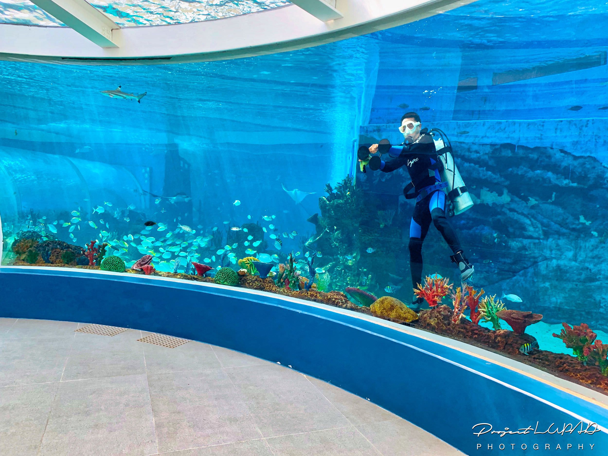 cebu-ocean-park-s-largest-oceanarium-in-the-country