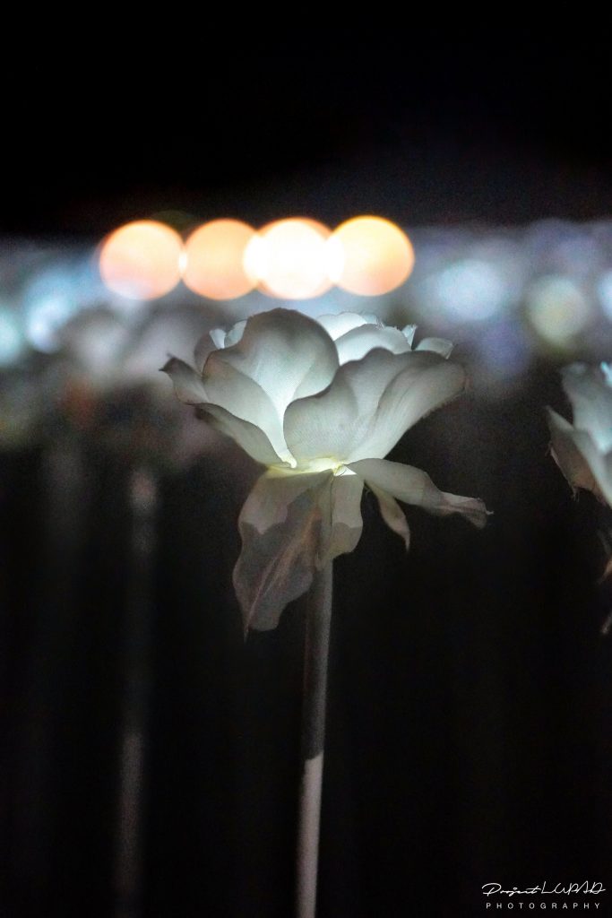 10,000 Instagrammable Glowing White Roses in PH