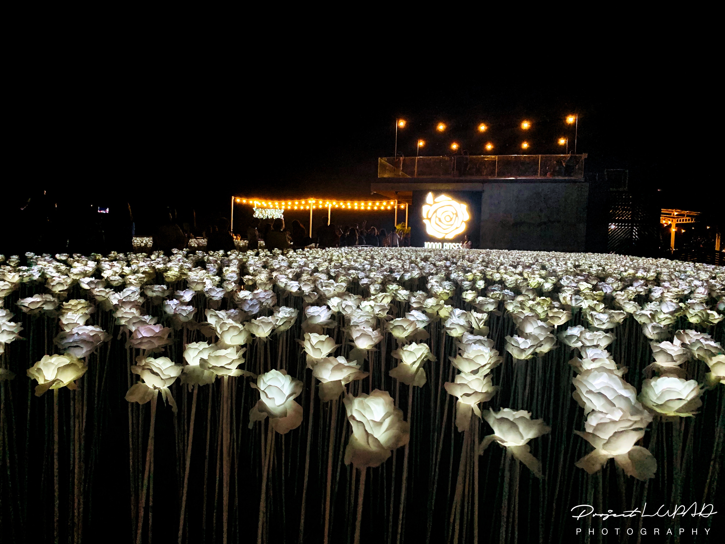 10,000 Instagrammable Glowing White Roses in PH
