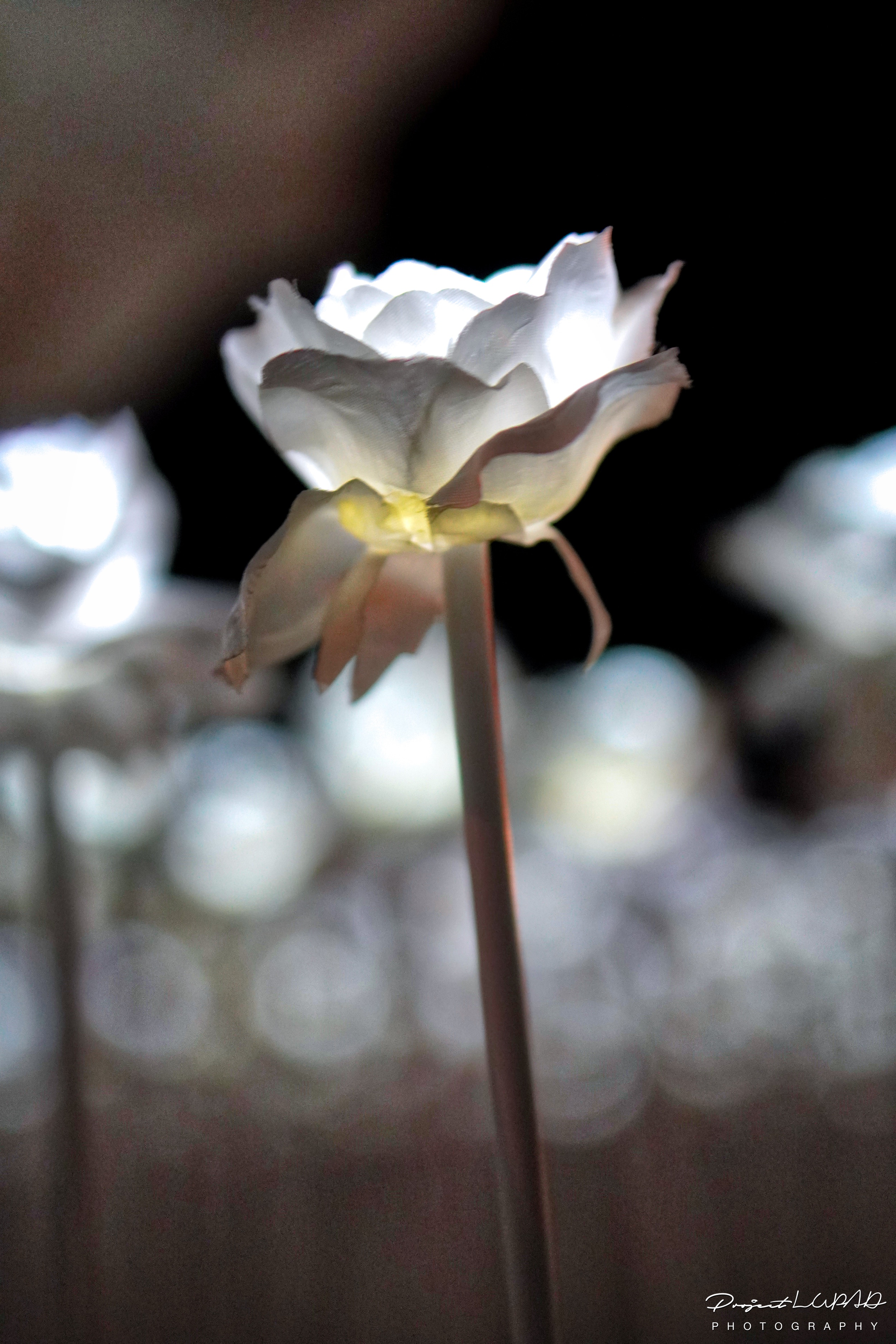 10,000 Instagrammable Glowing White Roses in PH