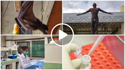 Mindanao Bat Species Tested Positive for a Strain of Coronavirus Project LUPAD