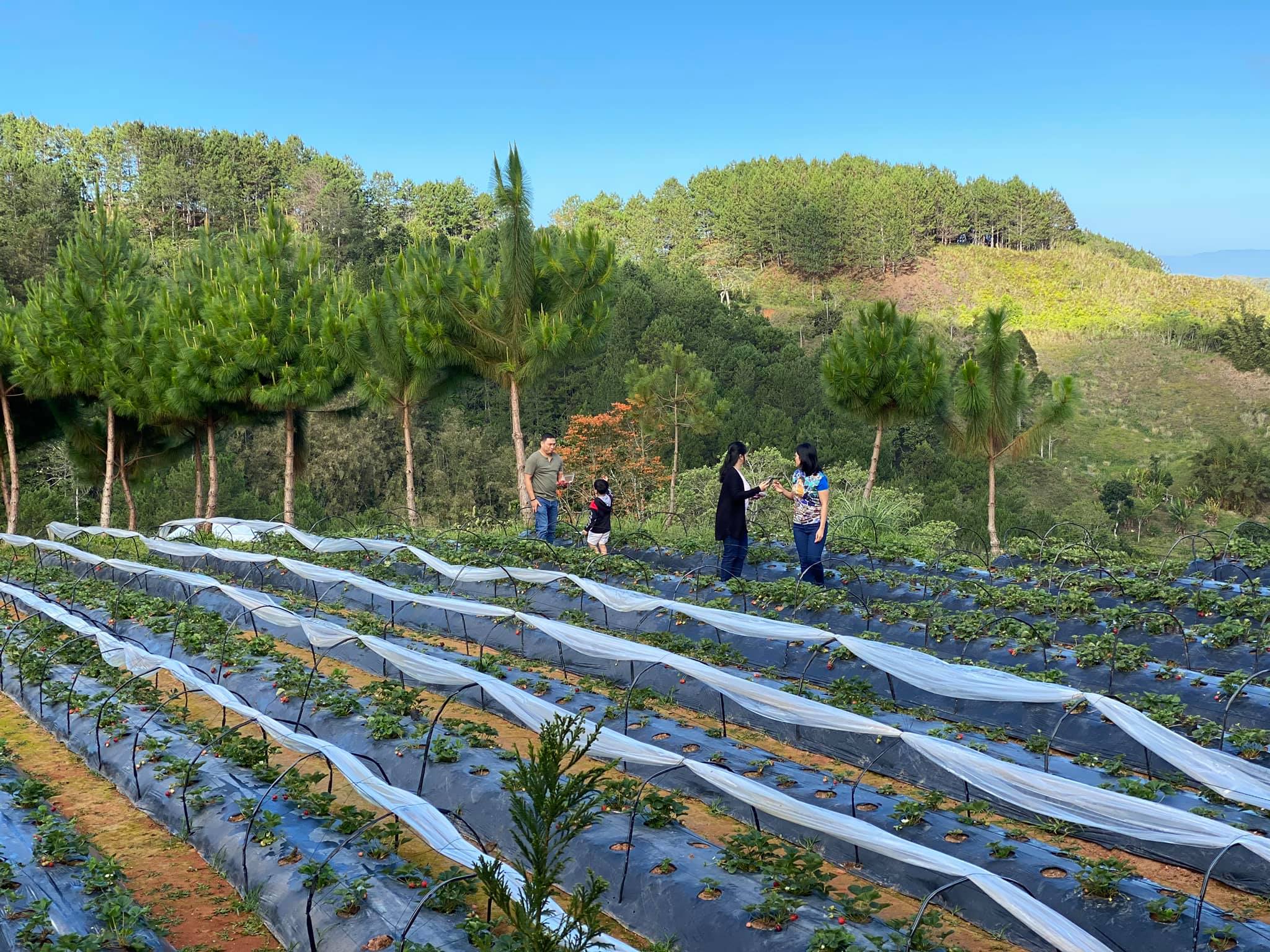 LevelUp Your Glamping Experience at Taglucop Strawberry Hills