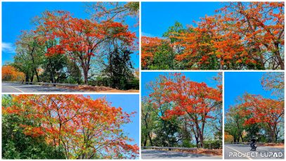 Trees with Orange Flowers Blooming in Cagayan de Oro in Flores de Mayo Project LUPAD