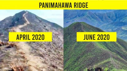 Bukidnon’s Panimahawa Ridge is Healing as of June 2020 Project LUPAD