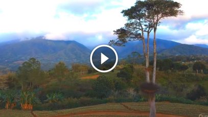 Ostrich Tree in Claveria, Misamis Oriental Aerial ViewOstrich Tree in Claveria, Misamis Oriental Aerial View Project LUPAD