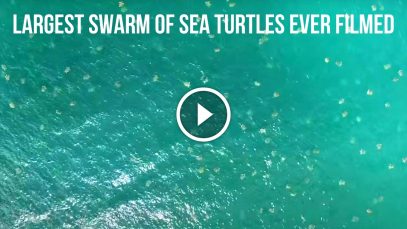 Aerial Footage of the Largest Swarm of Sea Turtles Ever Filmed Project LUPAD (1)