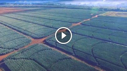 Del Monte’s Pineapple Plantation in Bukidnon is One of the World’s Largest Project LUPAD