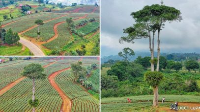 Gigantic Ostrich Tree along Route 955 in Claveria, Misamis Oriental Project LUPAD