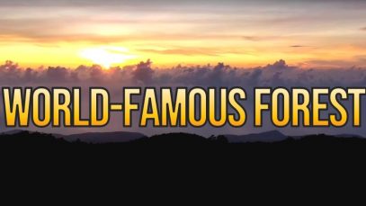 World-Famous-Philippine-Forest-at-Mt.-Hamiguitan-in-Davao-Oriental-Project-LUPAD