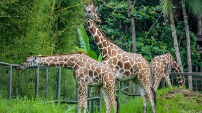 Everything-You-Need-to-Know-Before-Going-to-Cebu-Safari-Adventure-Park-Project-LUPAD